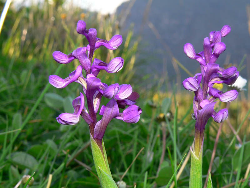 Primavera e orchidee palermitane